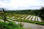 20100125_1229320027_ausfluege-bali