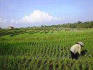 20100125_1987266121_reisanbau-bali