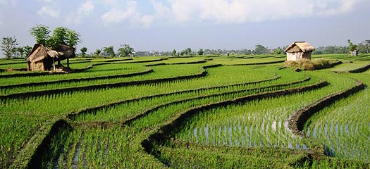 Reisfelder in Bali